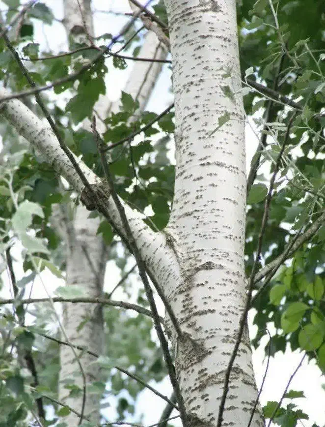 ارائه و توزیع نهال کبوده|خدمات باغبانی و درختکاری|رامجین, |دیوار