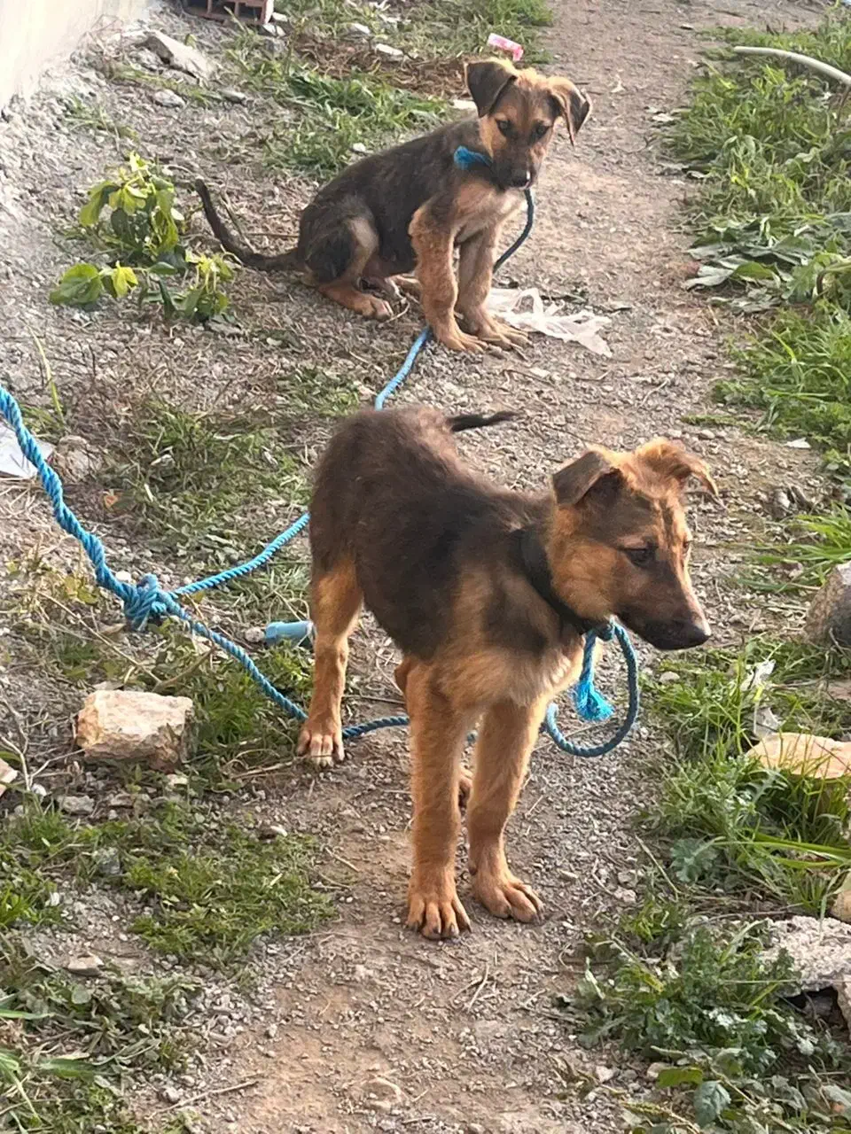 ۲توله ژرمن با مادر|سگ|بهشهر, |دیوار