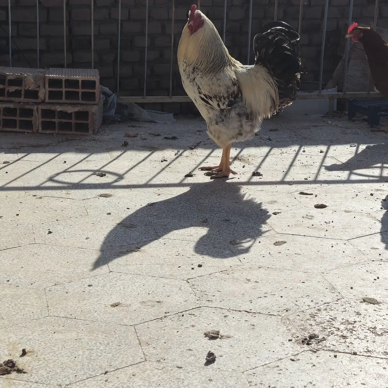 خروس محلی|حیوانات مزرعه|سبزوار, ابارش|دیوار