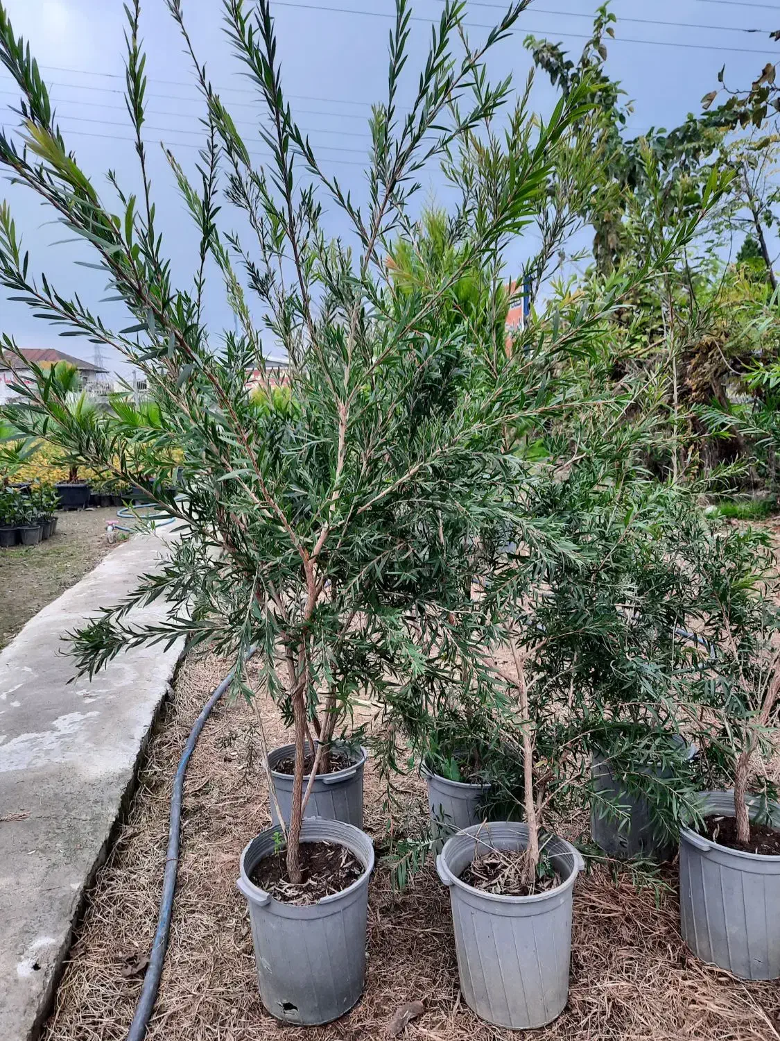 شیشه شور سطل ۱۲|گل و گیاه طبیعی|قائم‌شهر, |دیوار