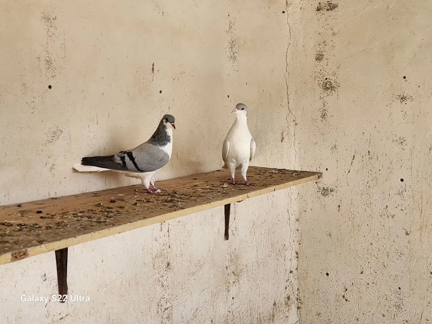 یک جفت بدرنگ|پرنده|محمدیه-قزوین, |دیوار