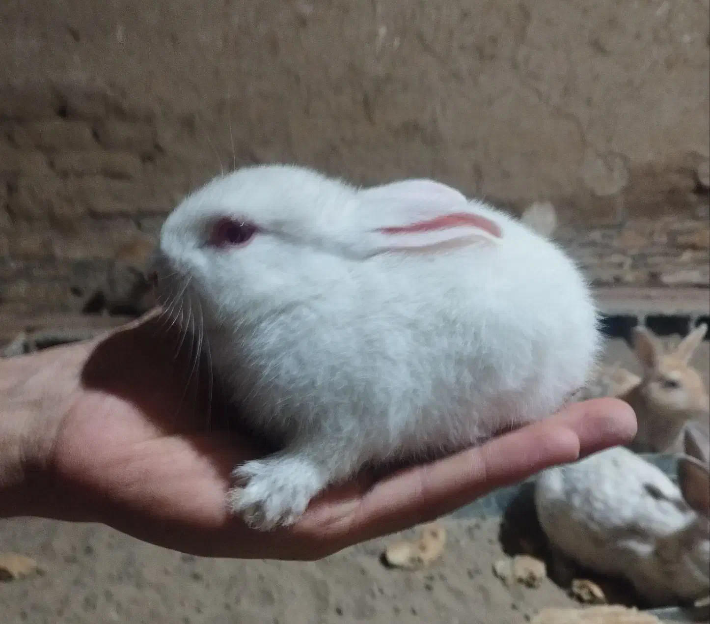 بچه خرگوش|موش و خرگوش|گنبد کاووس, |دیوار