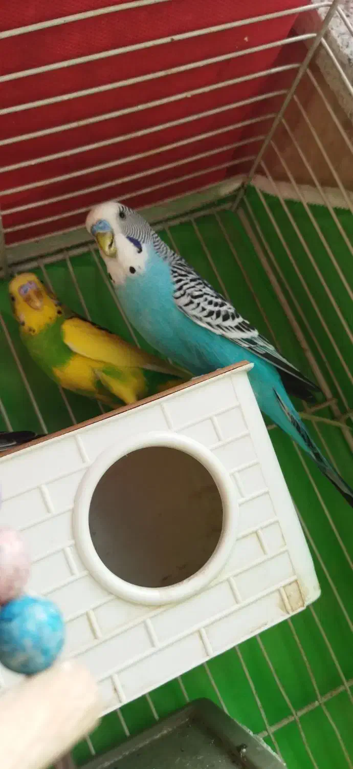 قناری|پرنده|مشهد, کارمندان دوم|دیوار