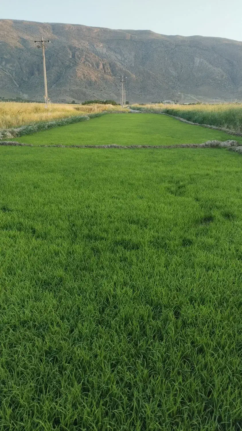 زمین گلخانه وباغ شهری|فروش دفتر صنعتی، کشاورزی، تجاری|سیدان, |دیوار