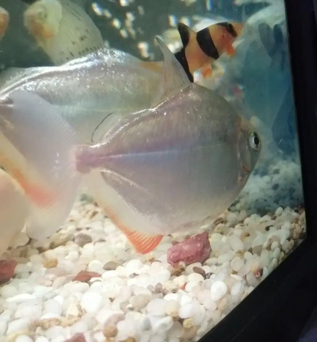 ماهی سیلور دالر|ماهی|میاندوآب, |دیوار