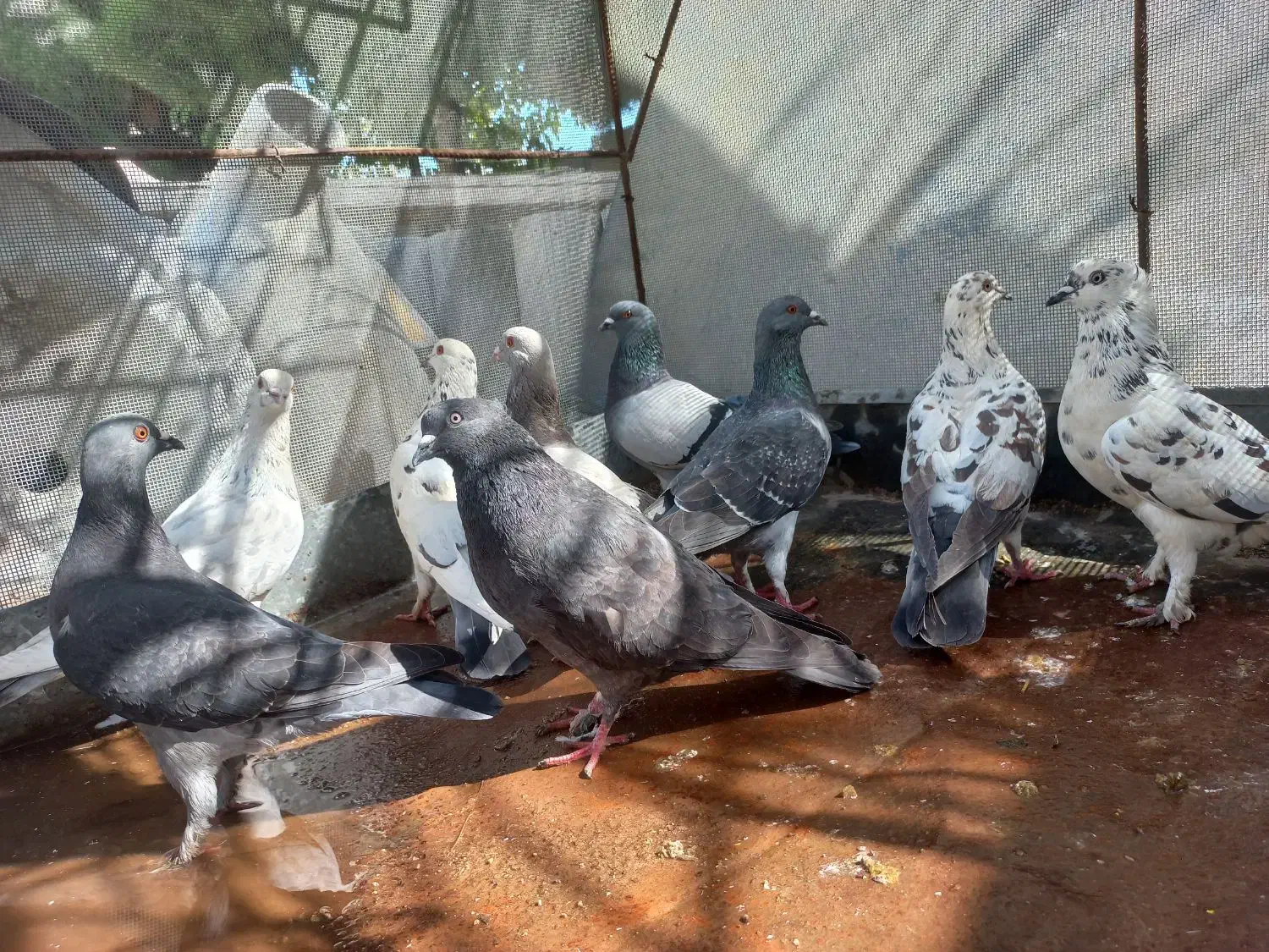 کبوتر|پرنده|دهدشت, |دیوار