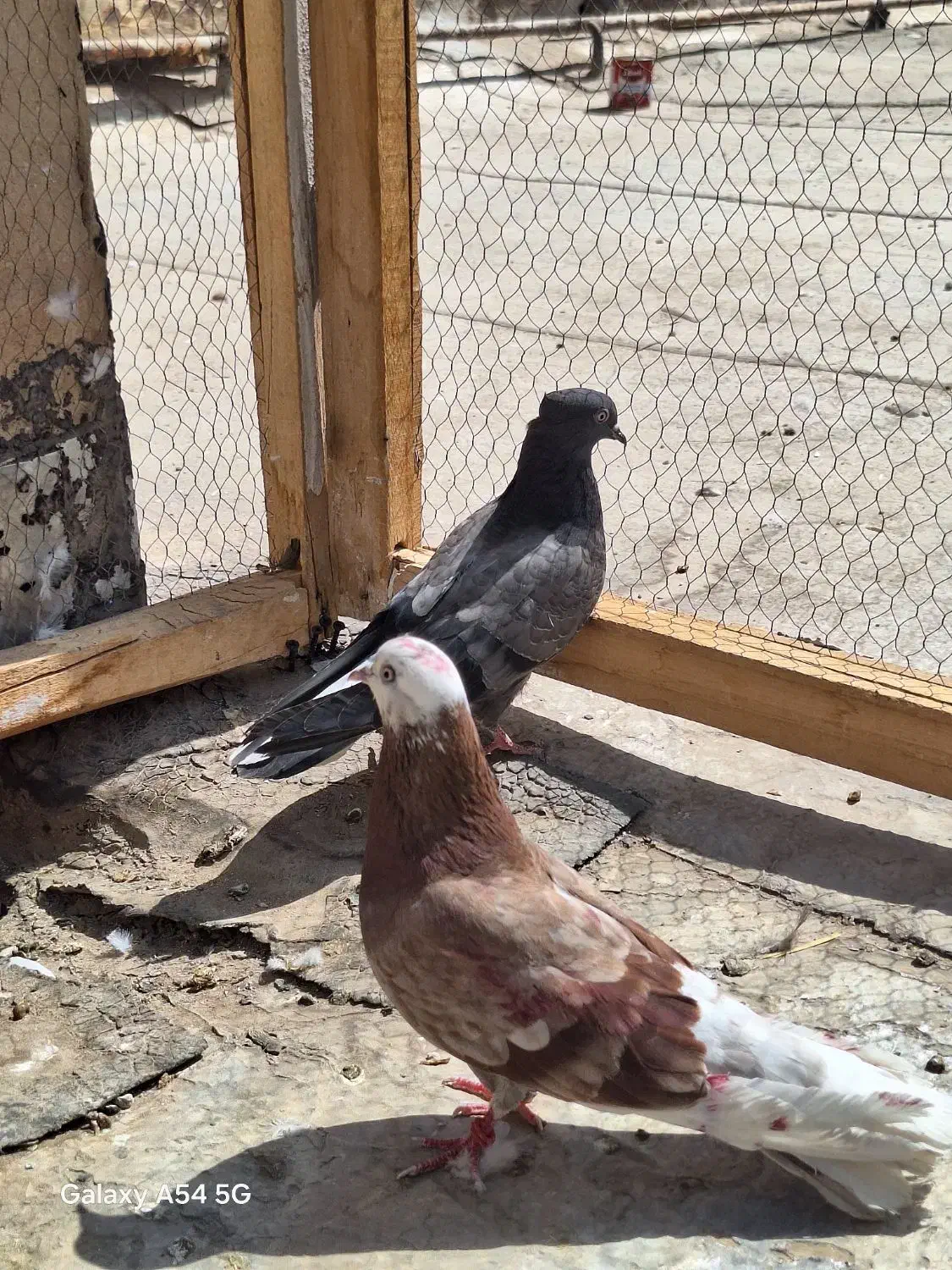 ماده پیس کلهسفید|پرنده|کاشان, کوچه باسکول|دیوار