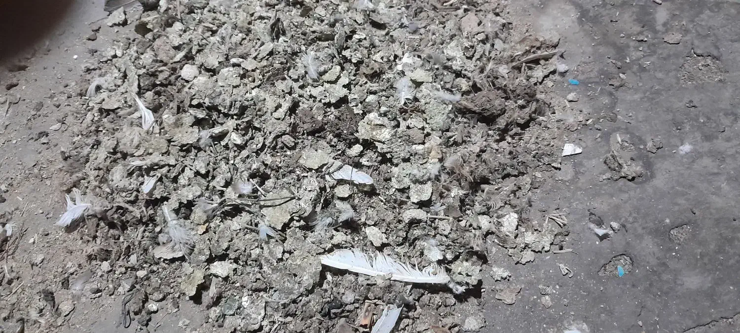 حدود ده تا گونی فضله کبوتر بدونه آشغال|خدمات باغبانی و درختکاری|لنجان, |دیوار