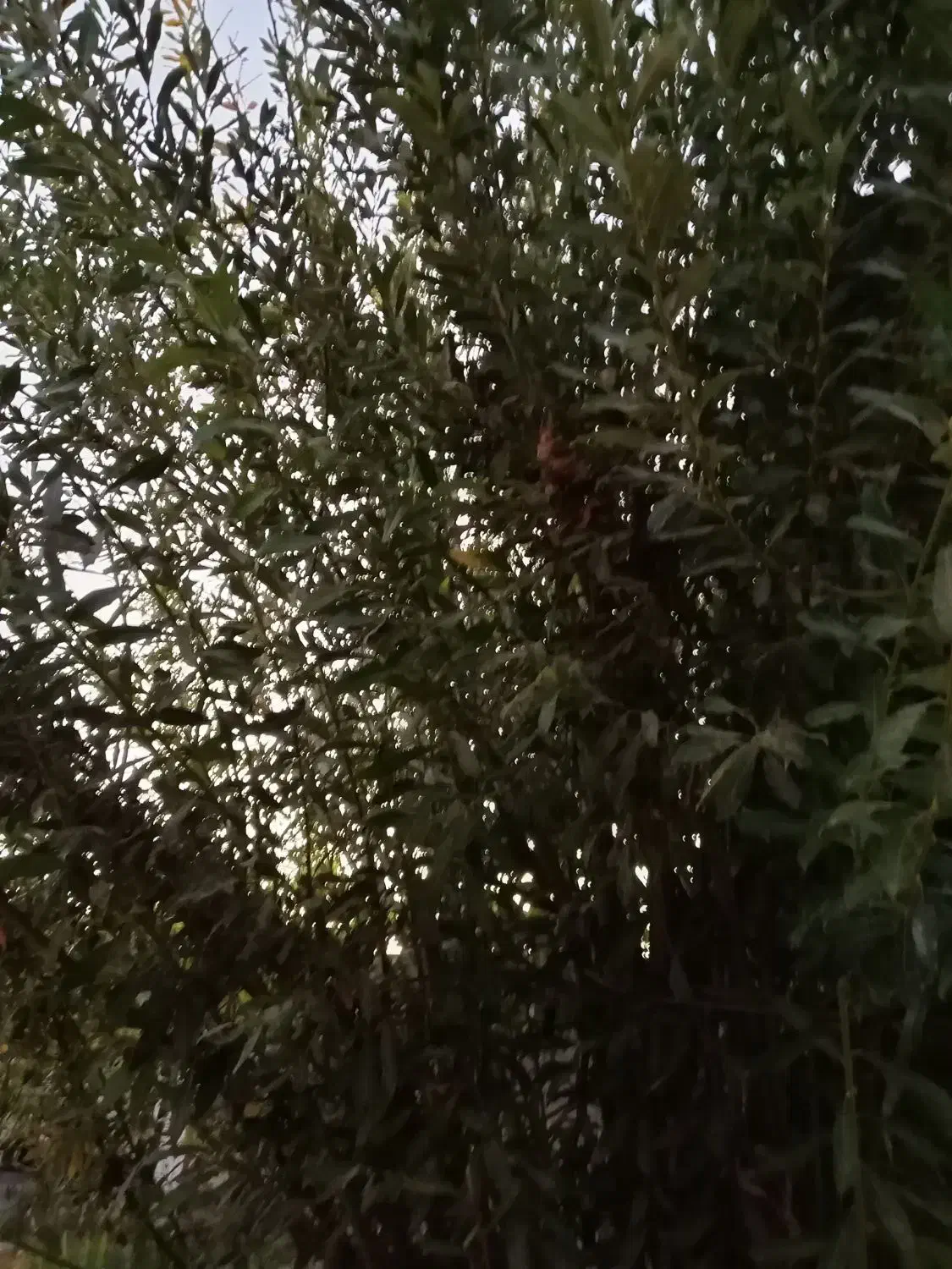 باغ فروشی در روستای ملاباقر|فروش زمین و ملک کلنگی|شیروان (خراسان), |دیوار