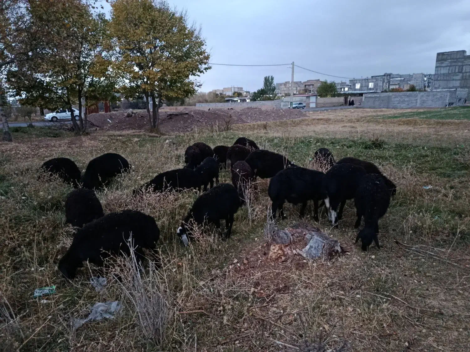 بره ماده ونر قره قزل اصل|حیوانات مزرعه|هریس, |دیوار