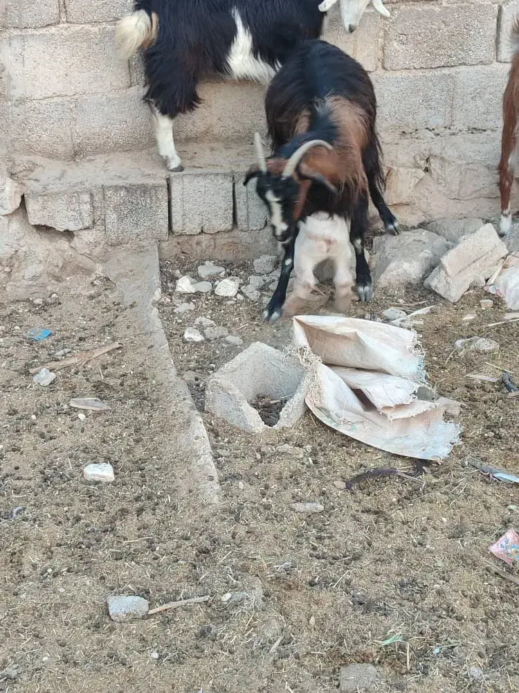 3عدد‌بز‌کهره‌دار‌موجوده|حیوانات مزرعه|جم, |دیوار