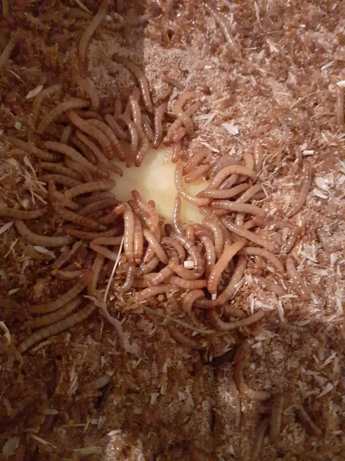 میلورم زنده و خشک|خزنده|همدان, |دیوار