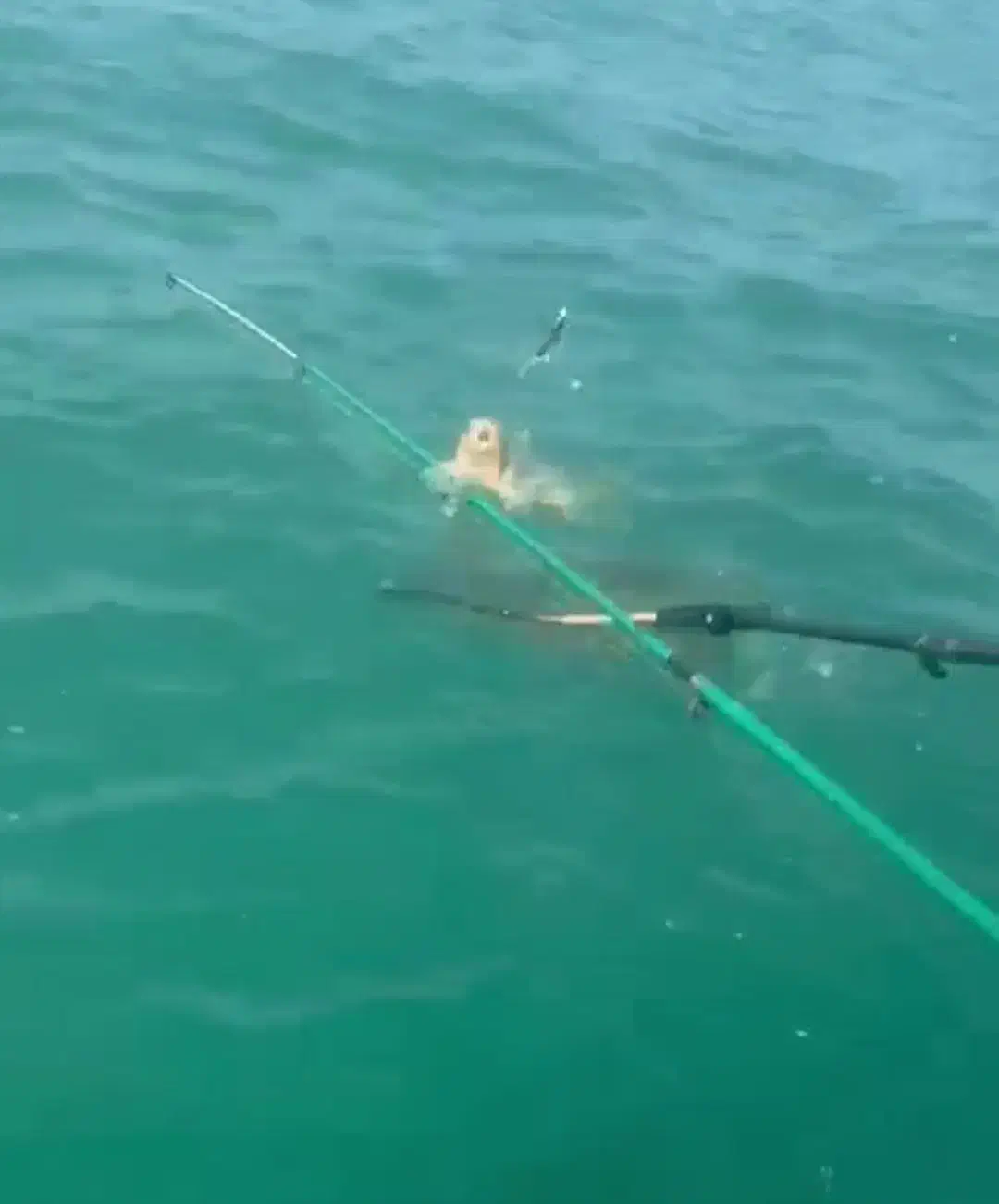 اجاره قایق برا ماهیگیری لنسر|قایق و سایر وسایل نقلیه|ساری, |دیوار