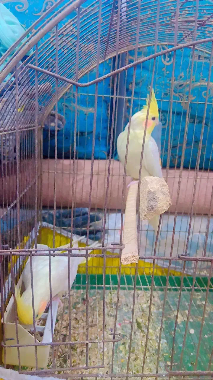 عروس|پرنده|جلین, |دیوار