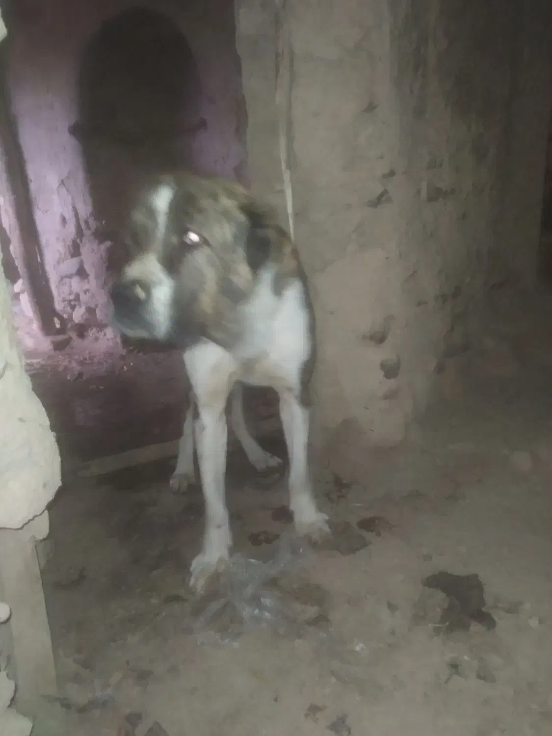 واگذاری سک|سگ|گرمخان, |دیوار