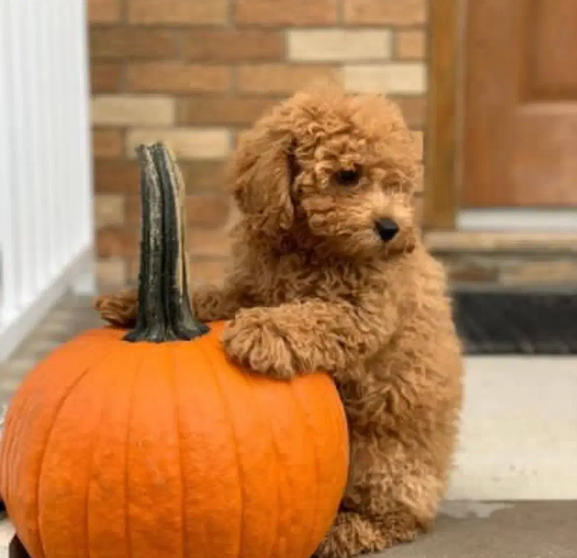 توله مینیاتور پودل ابریکات نقد و اقساط|سگ|تهران, وردآورد|دیوار