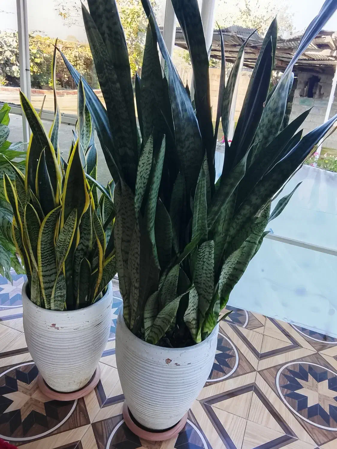 گل فروشی|گل و گیاه طبیعی|چوبر, |دیوار