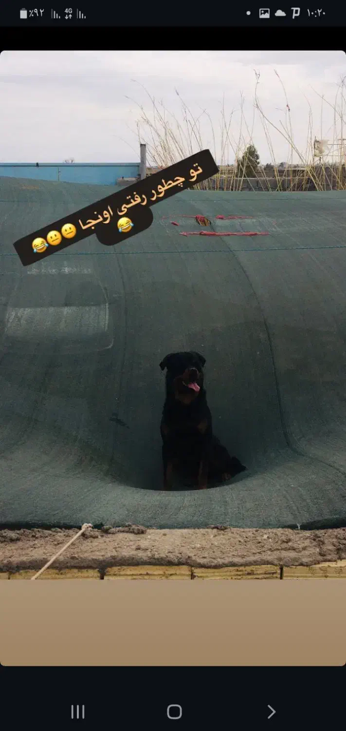 روتوایلر نر|سگ|رفسنجان, |دیوار