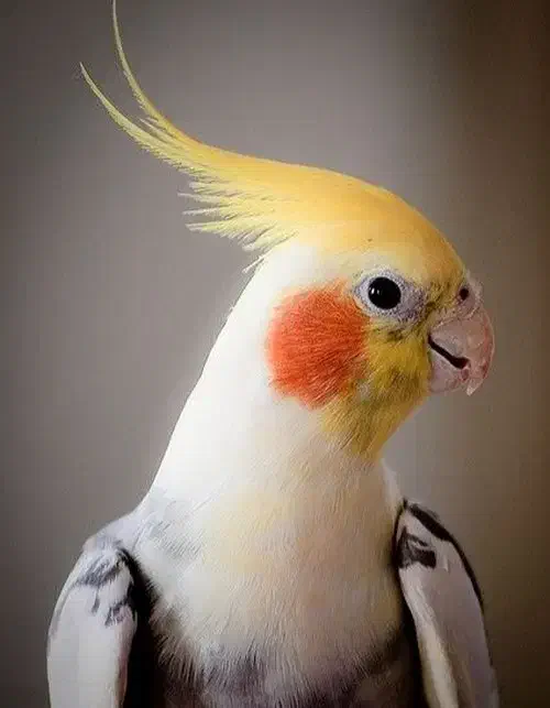 سر پرستی تمام حیوانات|پرنده|تهران, هلال احمر|دیوار