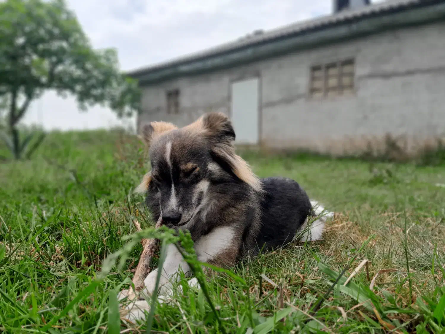 سگ اشپیتز گم شده،محل فشتام،شهر صنعتی رشت و سراوان|حیوانات|سنگر, |دیوار