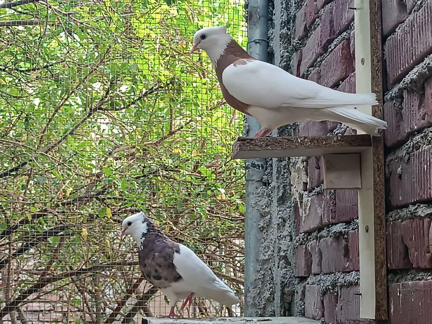 طوقی|پرنده|نهبندان, |دیوار