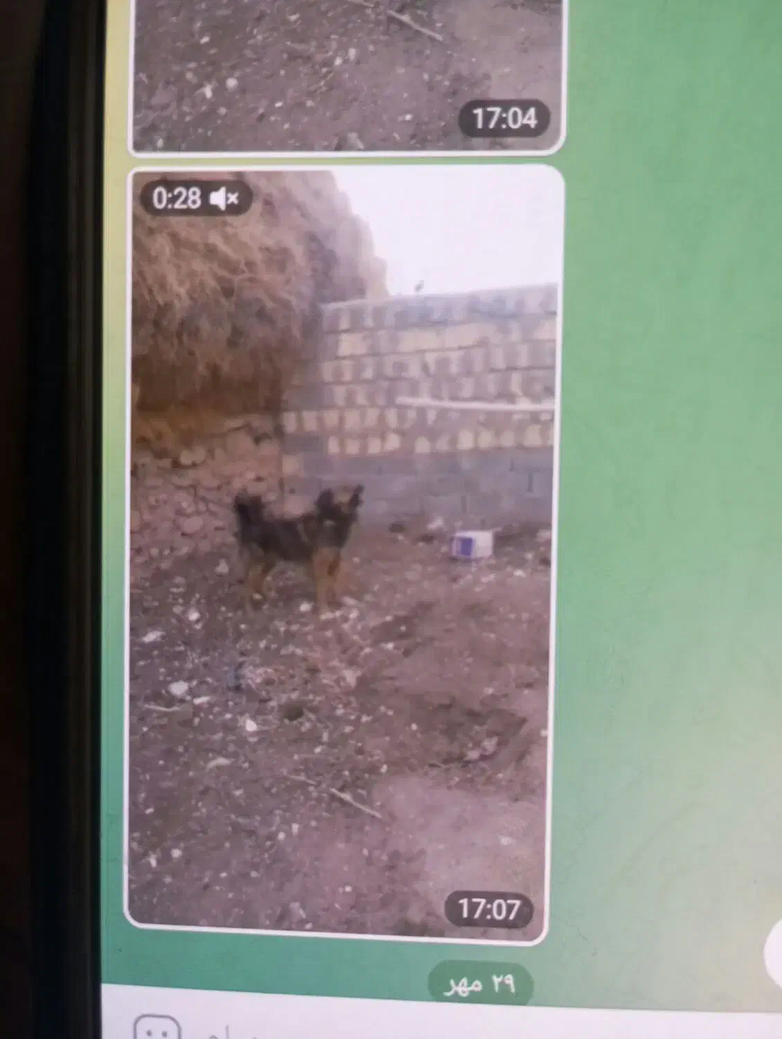 سگ نگهبان|سگ|ورزقان, |دیوار