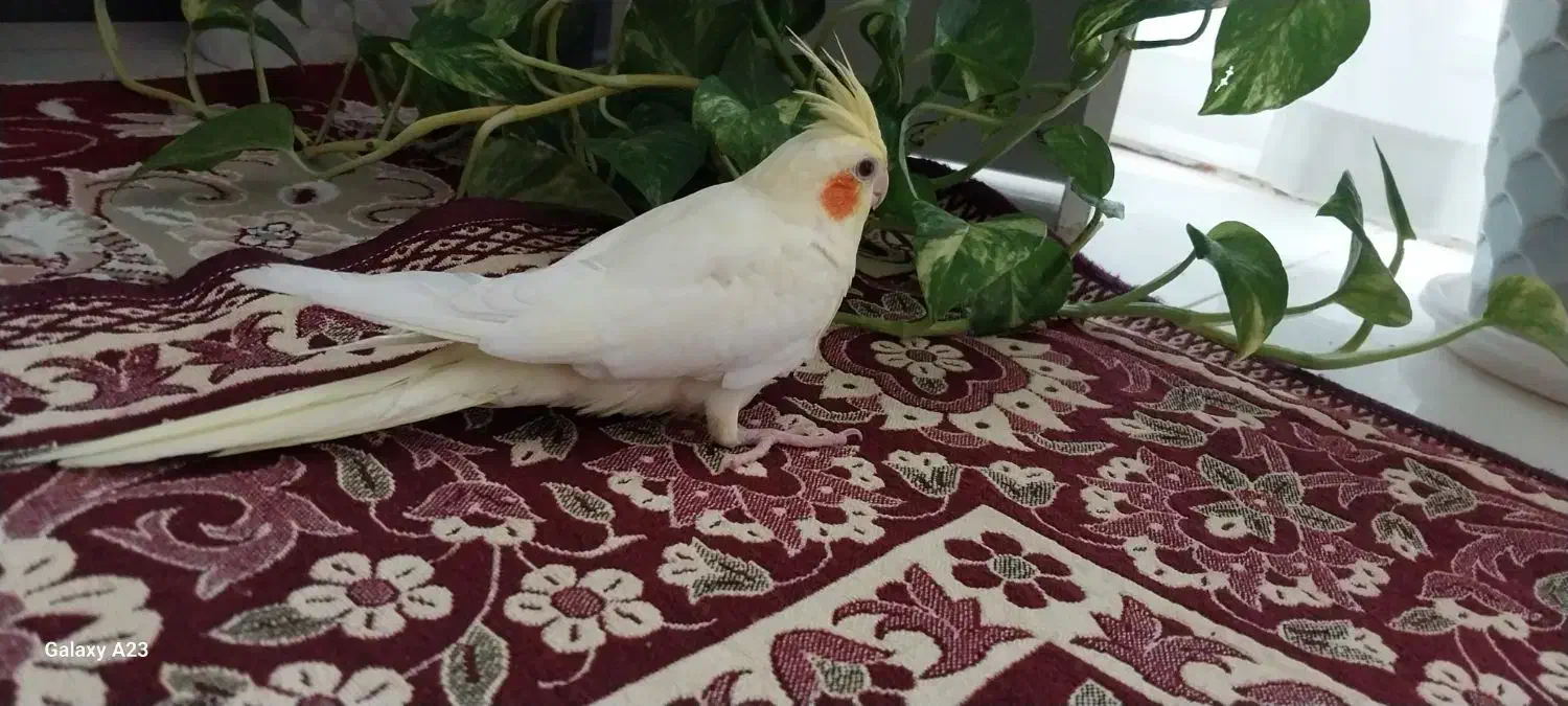 عروس هلندی لوتینو (زعفرانی)|پرنده|خمینیشهر, |دیوار