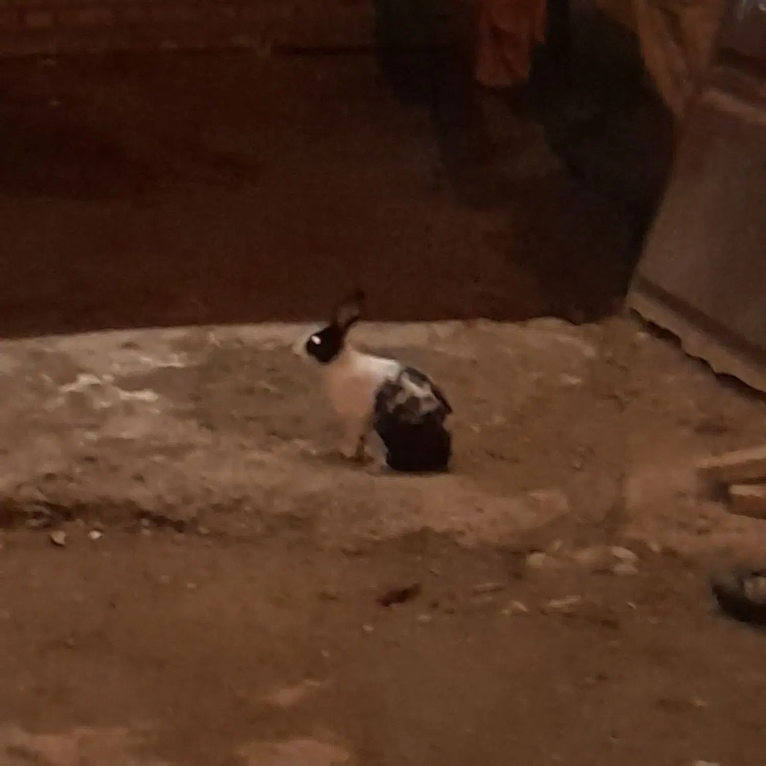 خرگوش|موش و خرگوش|شوشتر, |دیوار