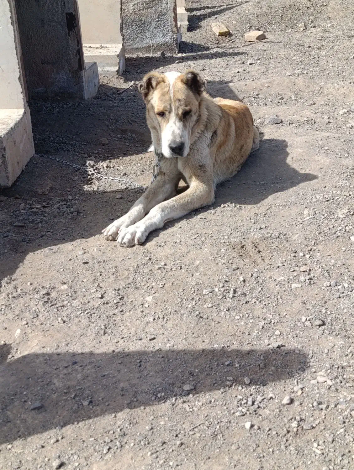 سگ سرابی|سگ|سبزوار, توحیدشهر|دیوار