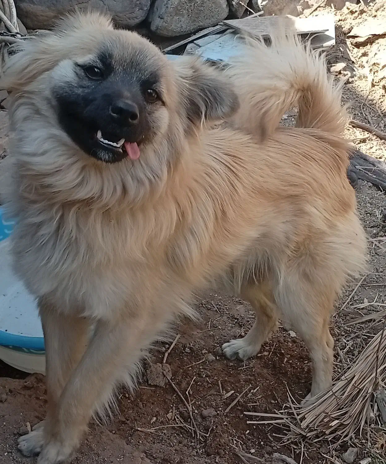 سگ پامر اشپیتز|سگ|جیرفت, |دیوار