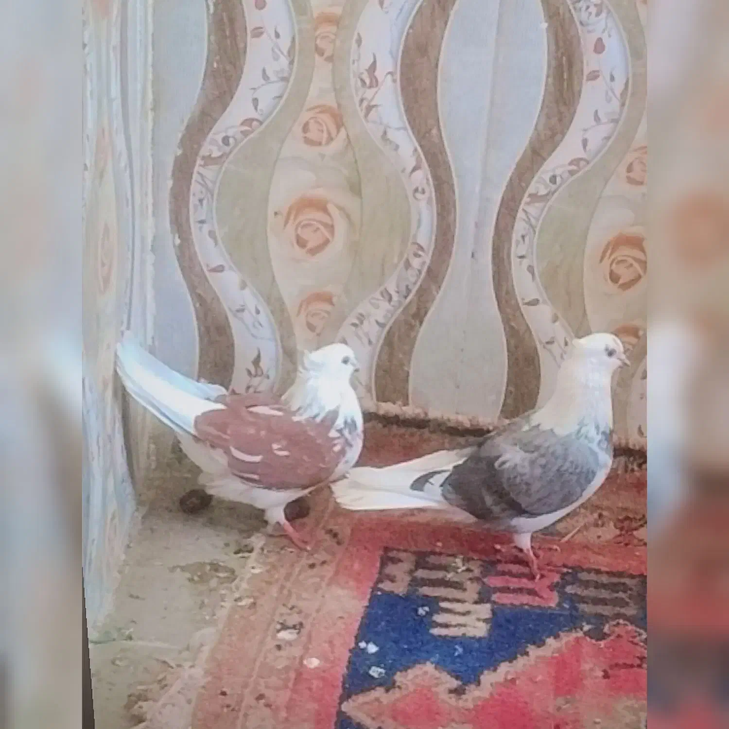 کبوتر|پرنده|فهرج, |دیوار