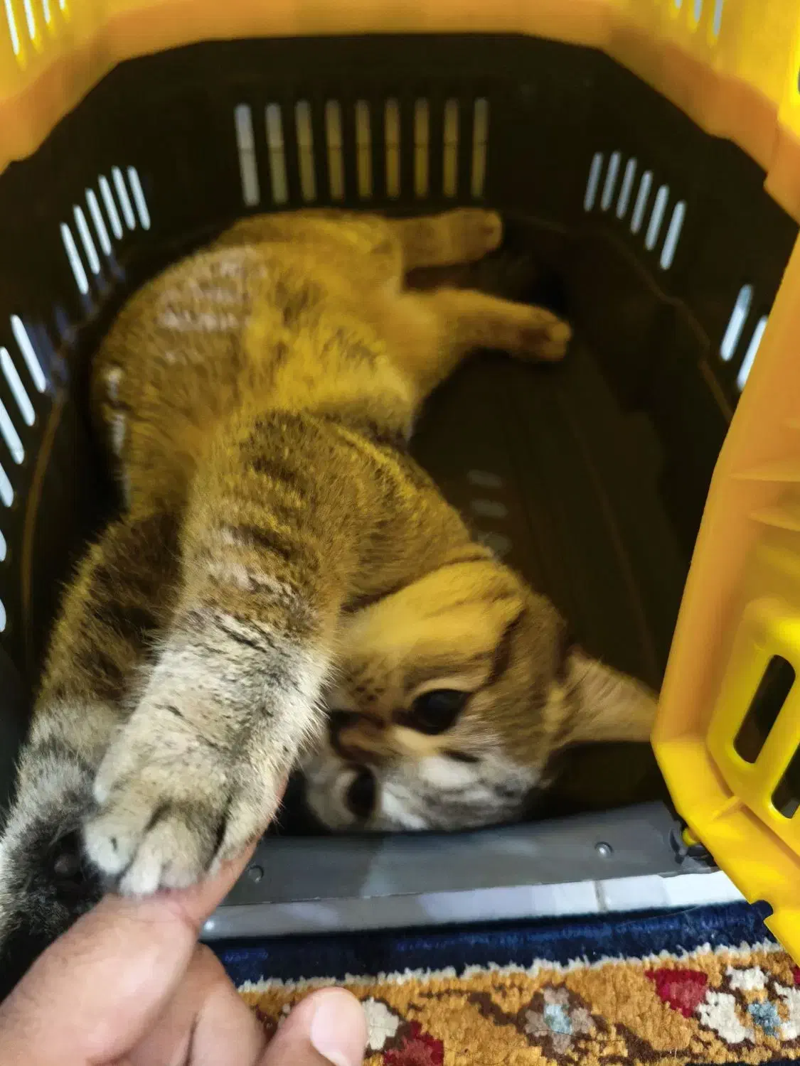 گربه بریتیش 3 ماهه اصیل|گربه|بندرعباس, |دیوار