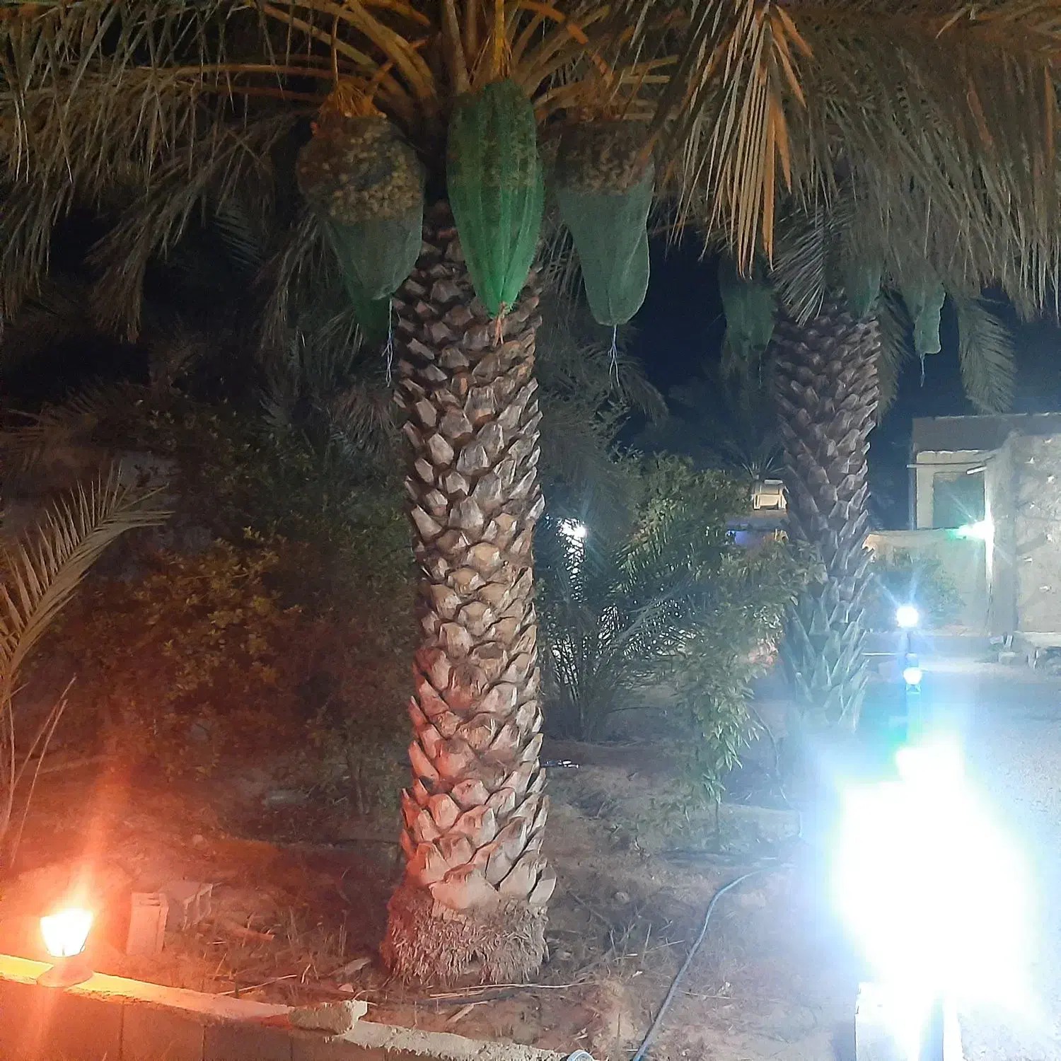 فروش خونه باغ لاور رزمی خورموج|فروش خانه و ویلا|خورموج, |دیوار