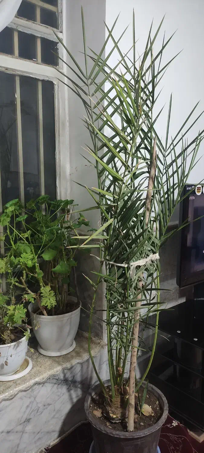 درختچه خرما|گل و گیاه طبیعی|چناران, |دیوار