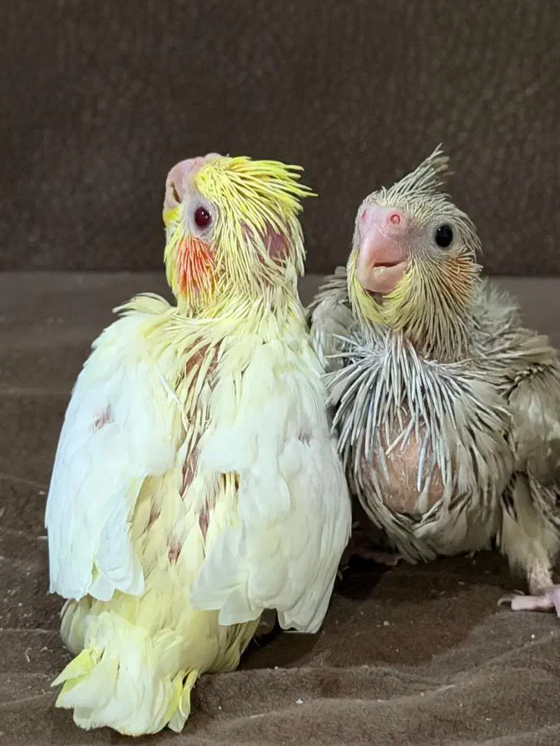 گمشده  عروس هلندی محدود فاز یک نوبنیاد|حیوانات|کیش, |دیوار