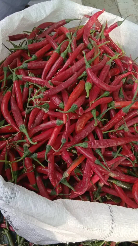 فلفل خشک و تر|خدمات باغبانی و درختکاری|شیراز, کوشک بیدک|دیوار