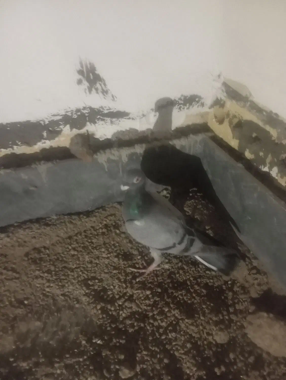 1550|پرنده|مشهد, علی آباد|دیوار