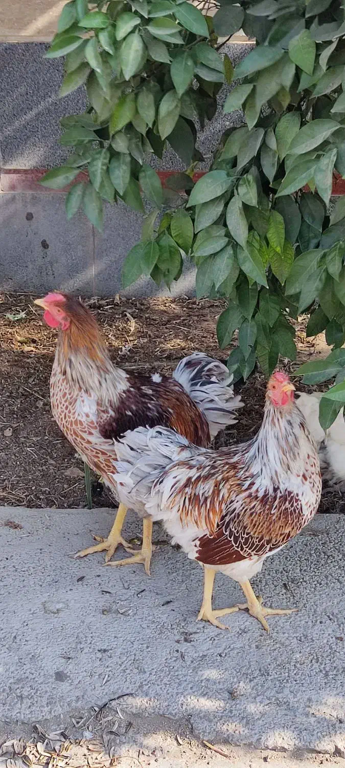 خروس ویاندوت ارنج|حیوانات مزرعه|شیراز, محراب|دیوار