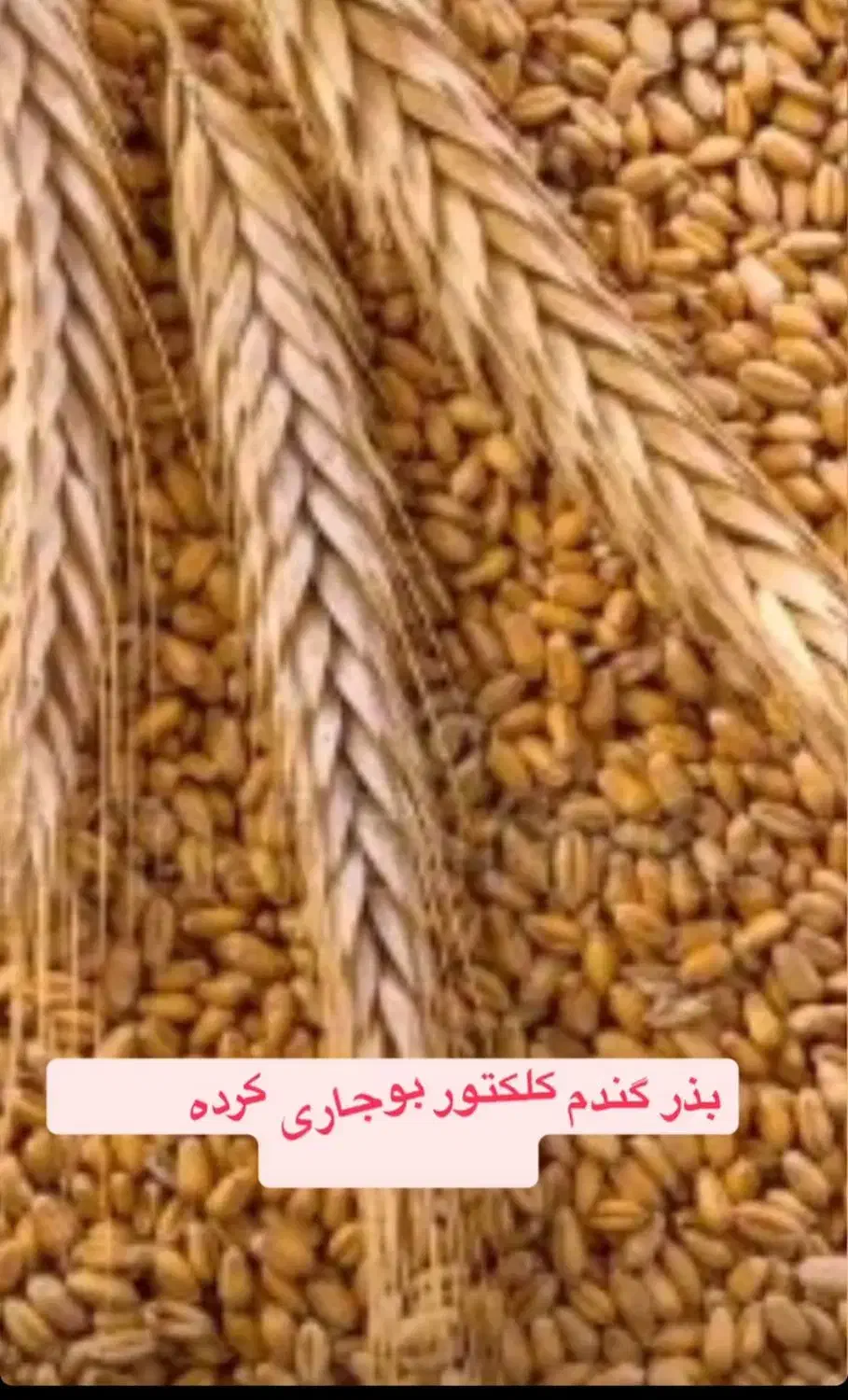 بذرگندم کلکتور بوجارکرده وبذر مال شده|عمدهفروشی|فاضل آباد, |دیوار