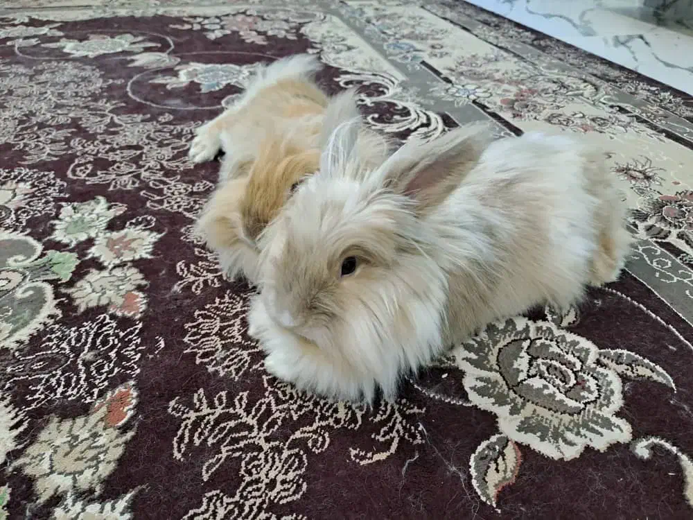 فروش دو خرگوش لوپ و لوپ جرسی|موش و خرگوش|بوشهر, |دیوار