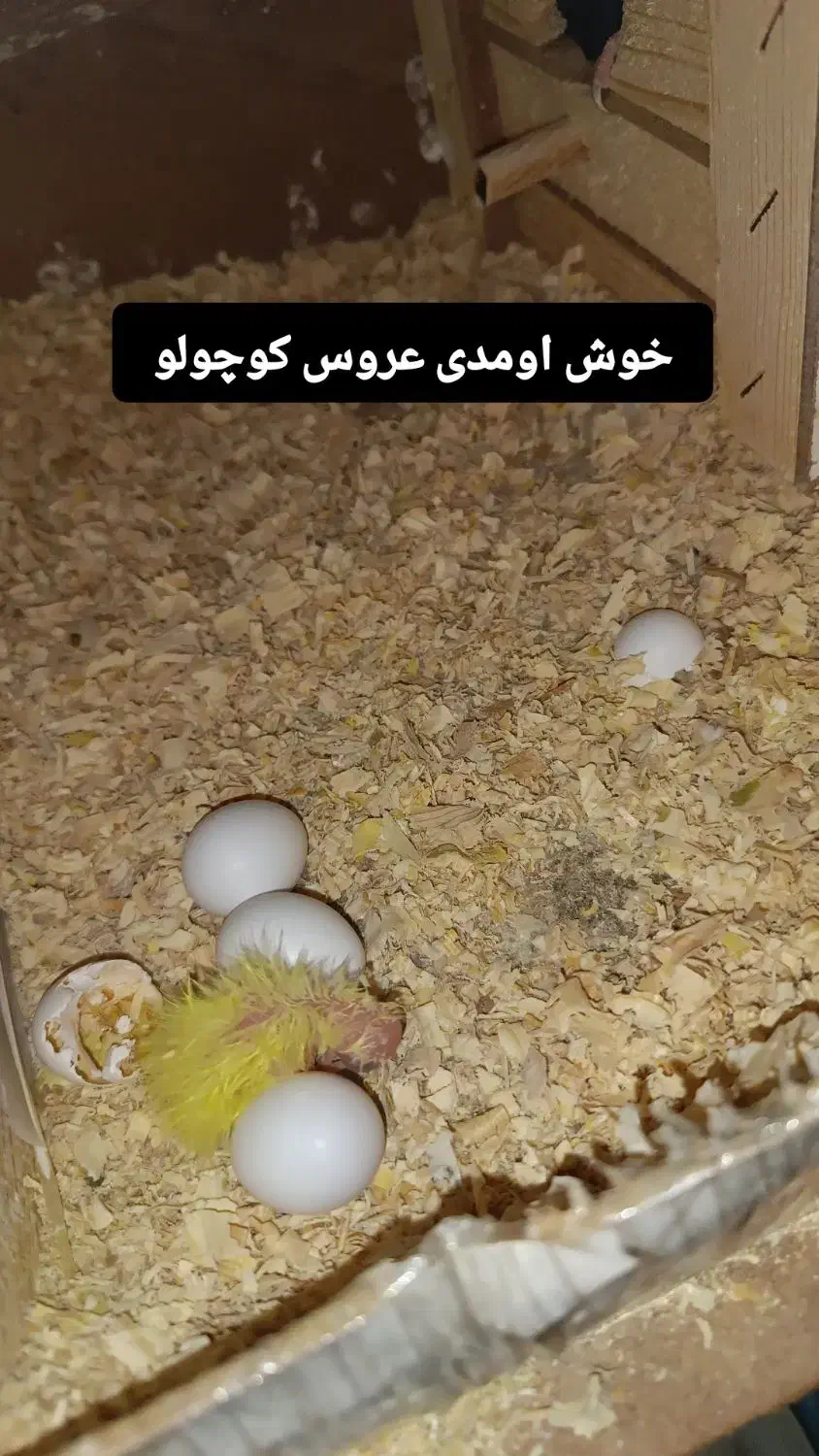 عروس هلندی|پرنده|آستانه اشرفیه, |دیوار