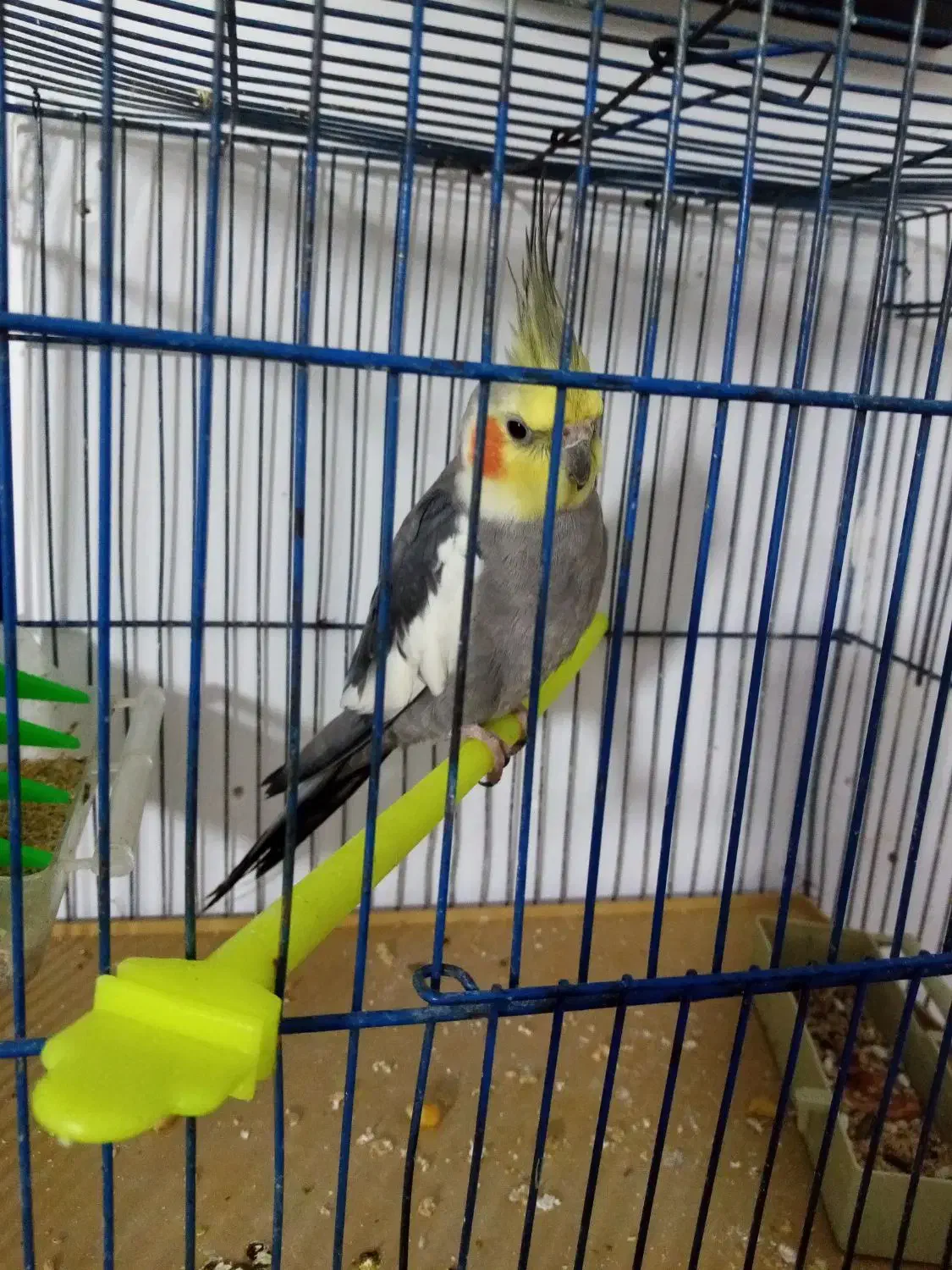 گم شده|حیوانات|چناران, |دیوار