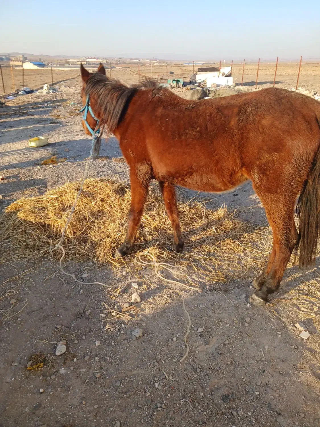 اسب مادیان سه ساله کرد ارام|اسب و تجهیزات اسب‌سواری|اردبیل, |دیوار