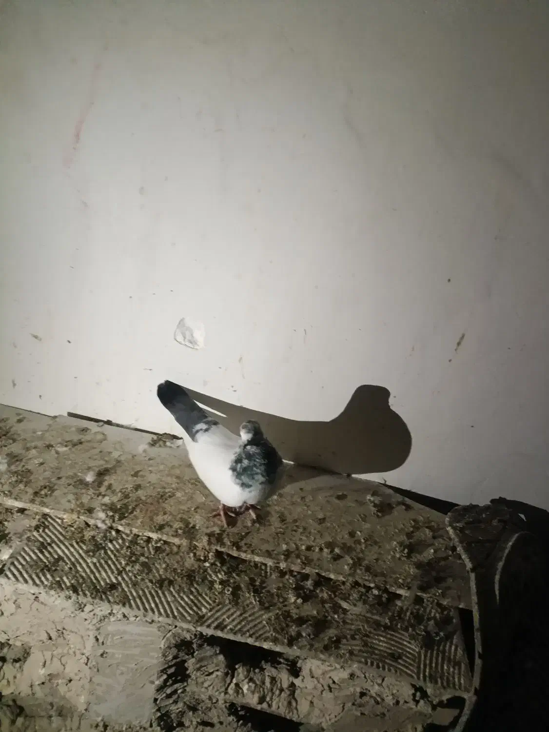 کفتر فروشی|پرنده|کهنوج, |دیوار