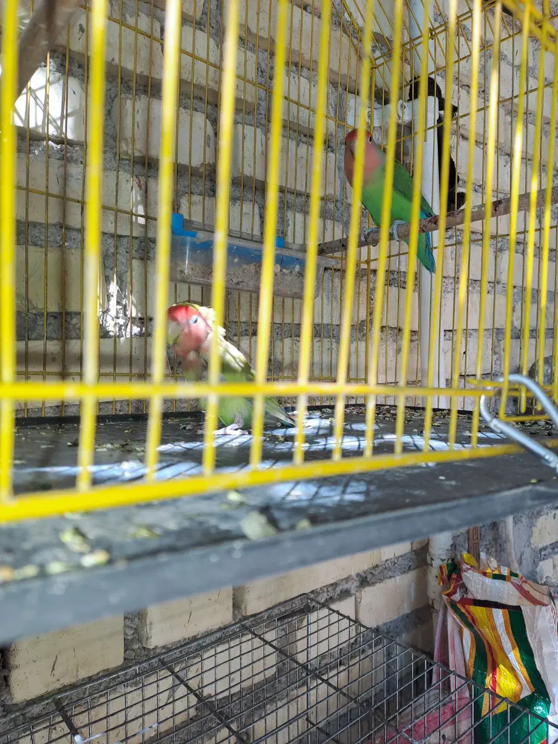 فروش یه جفت طوطی برزیلی باچهارتخم|پرنده|ایذه, |دیوار