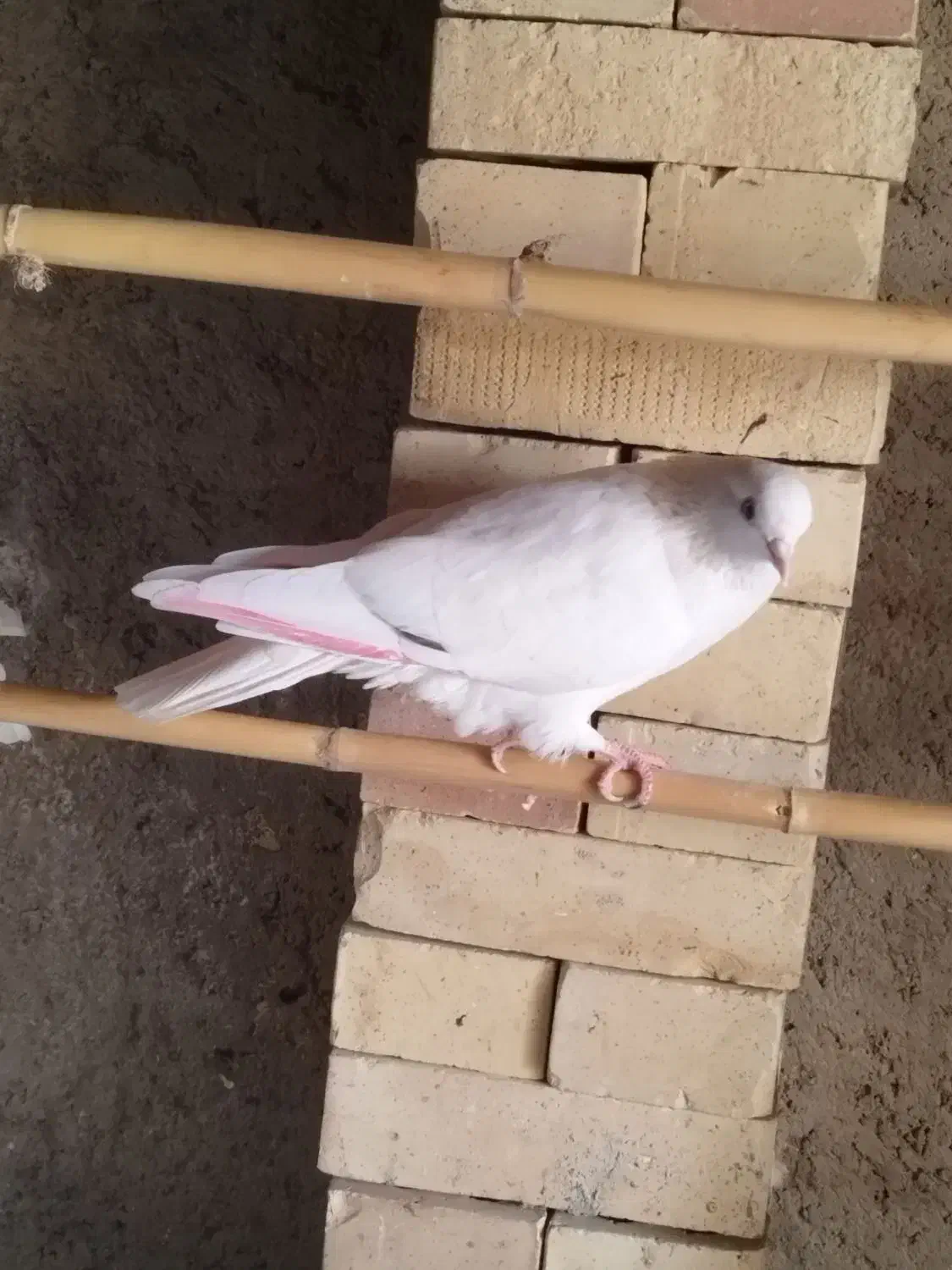 کبوتر غریب|پرنده|خان ببین, |دیوار