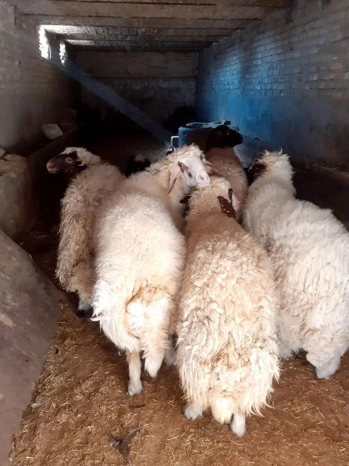 بره|حیوانات مزرعه|کرمانشاه, |دیوار