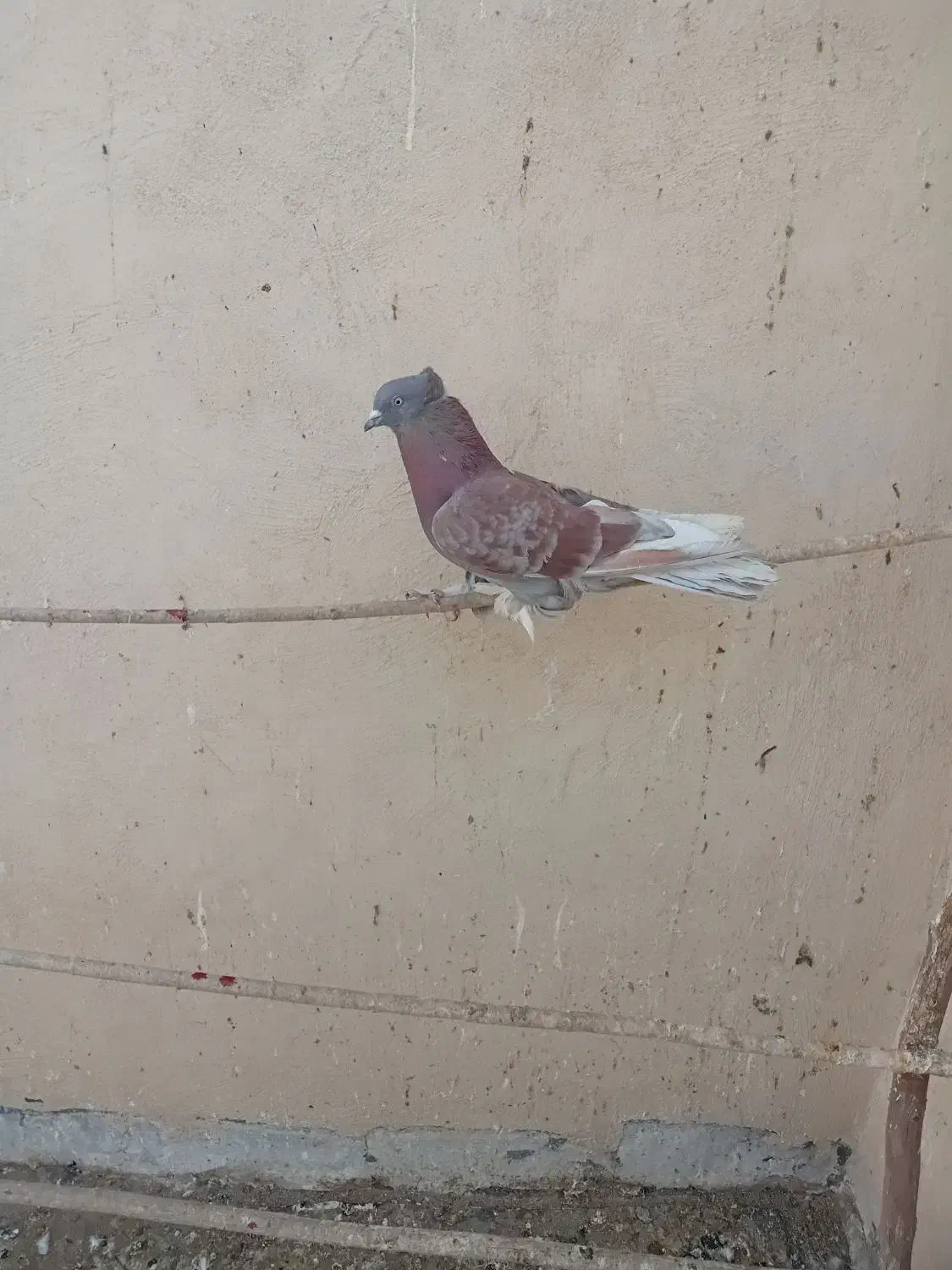 رواعب|پرنده|قم, شاه سید علی|دیوار