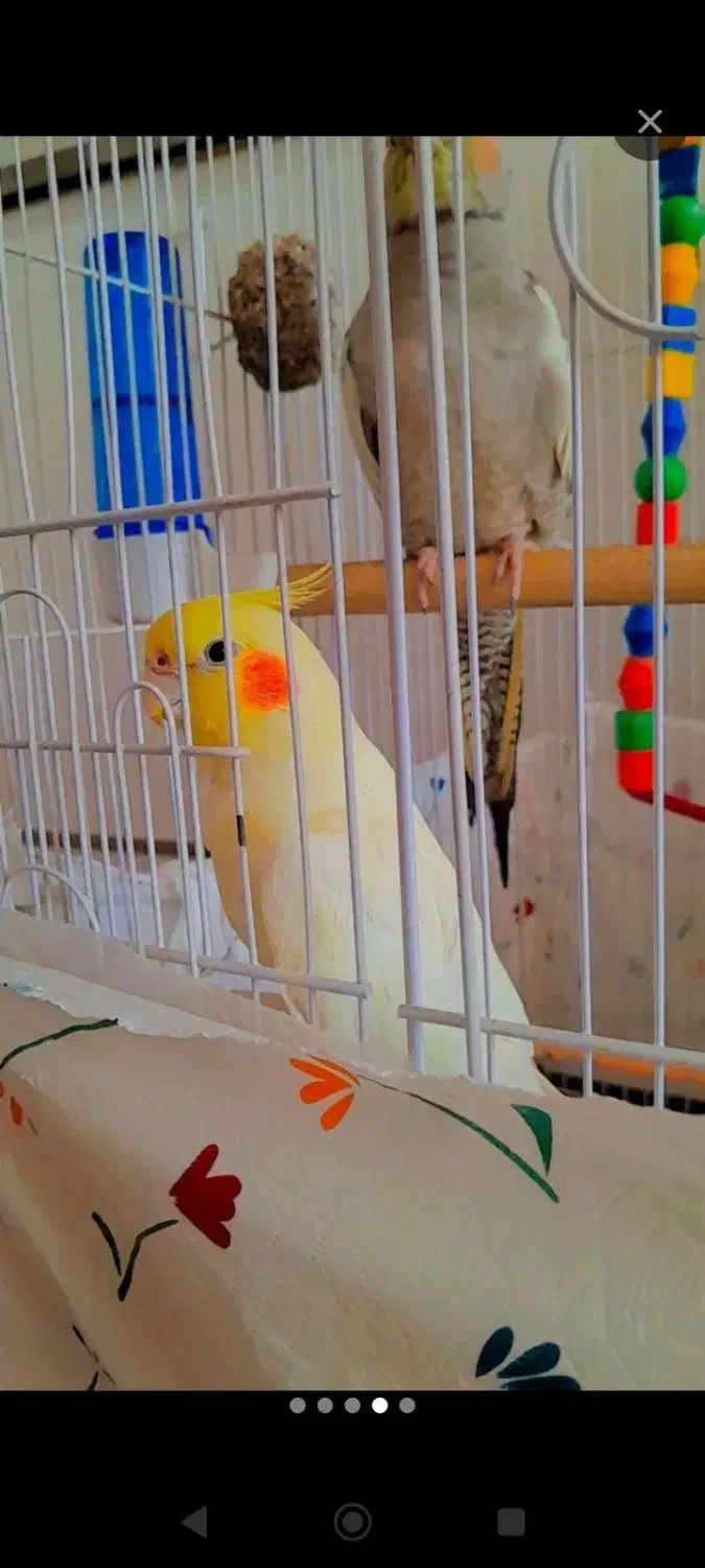 عروس هلندی|پرنده|تربتحیدریه, بالا ولایت|دیوار