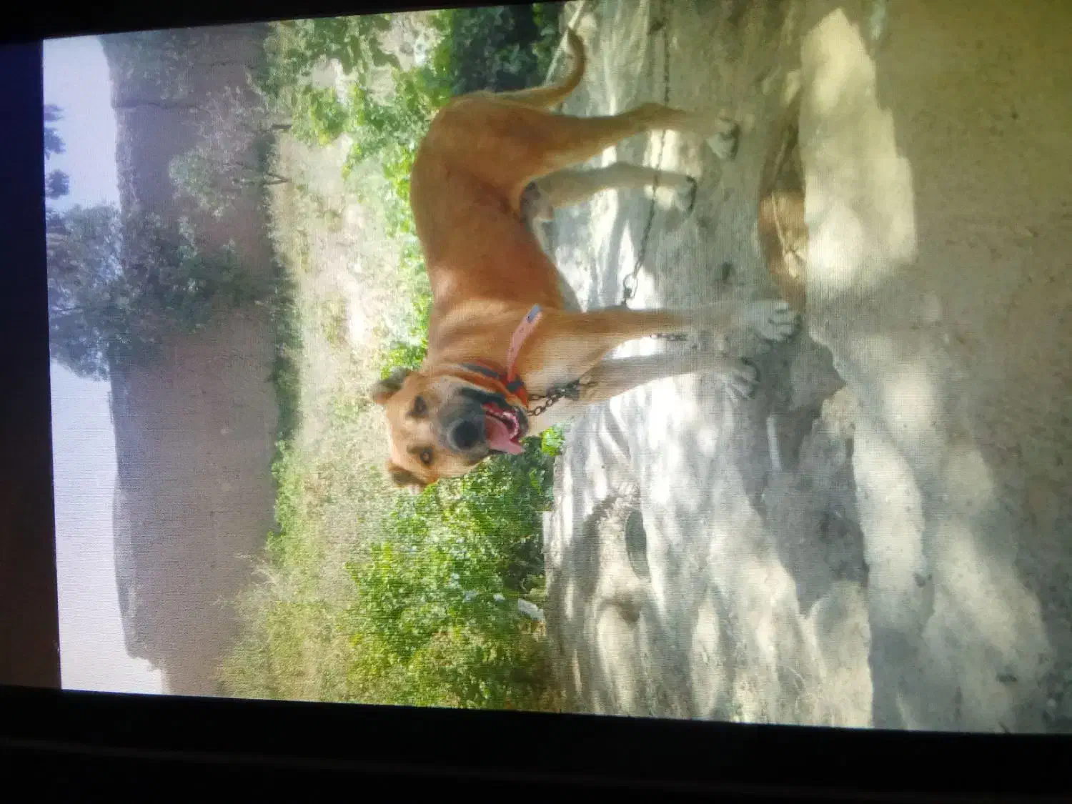 سگ مژدگانی|سگ|زاوه, |دیوار